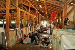 Steam Plains Shearing 022061  © Claire Parks Photography 